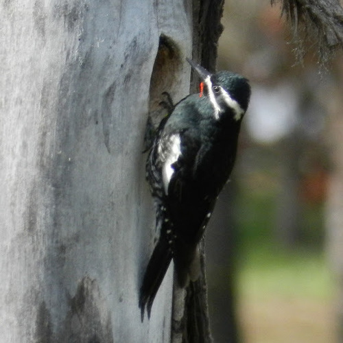 Williamson S Sapsucker Birds Of Chiricahua Nm Inaturalist Mexico