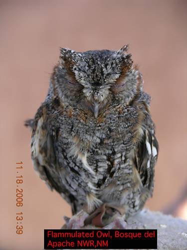 Flammulated Owl Birds Of Chiricahua Nm Inaturalist Mexico