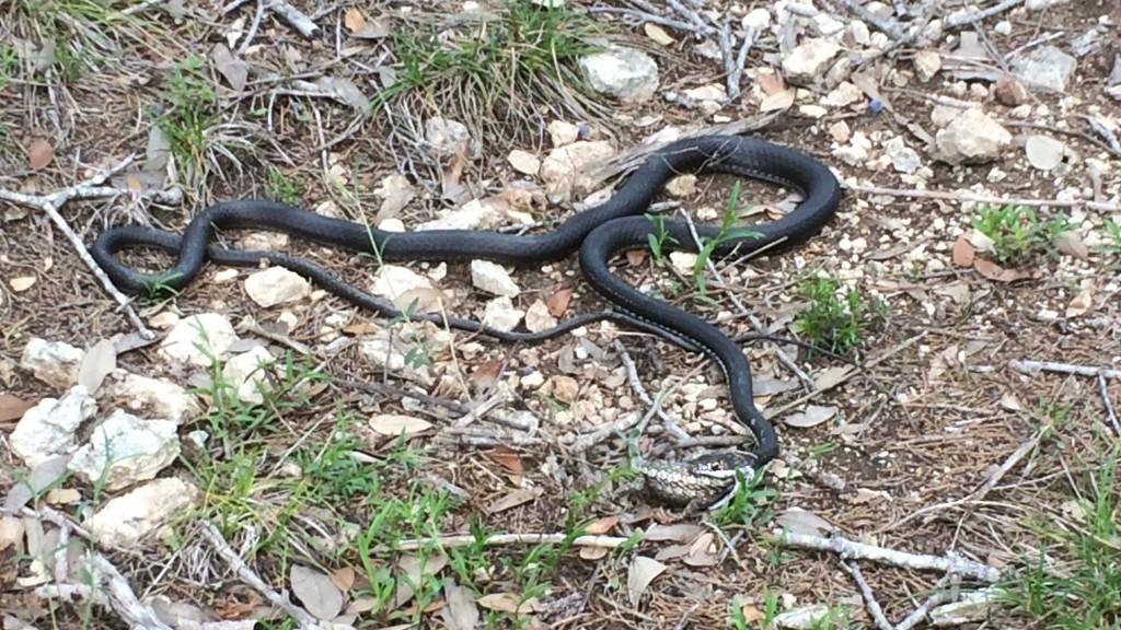 Central Texas Whipsnake From Medina County TX USA On March 14 2020