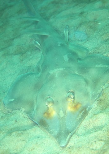 Eastern Shovelnose Ray Fishes Of Cabbage Tree Bay Aquatic Reserve