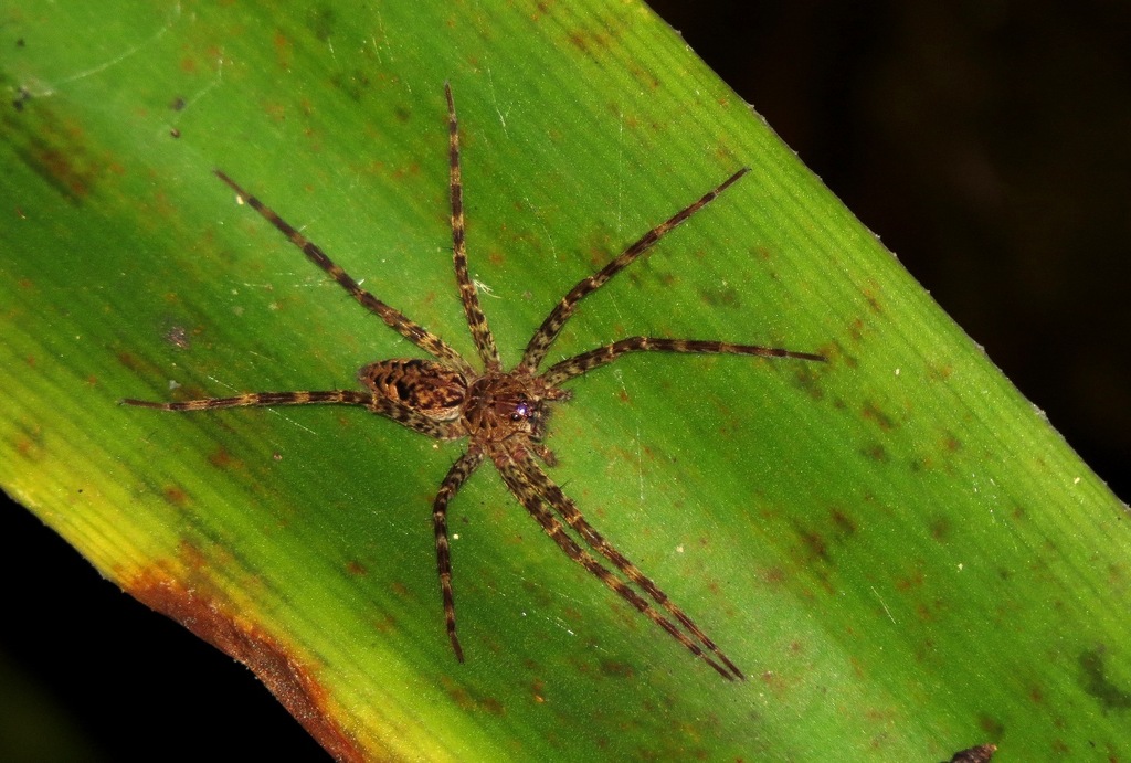 Okefenokee Fishing Spider Matbio Arachnids Matanzas Biodiversity