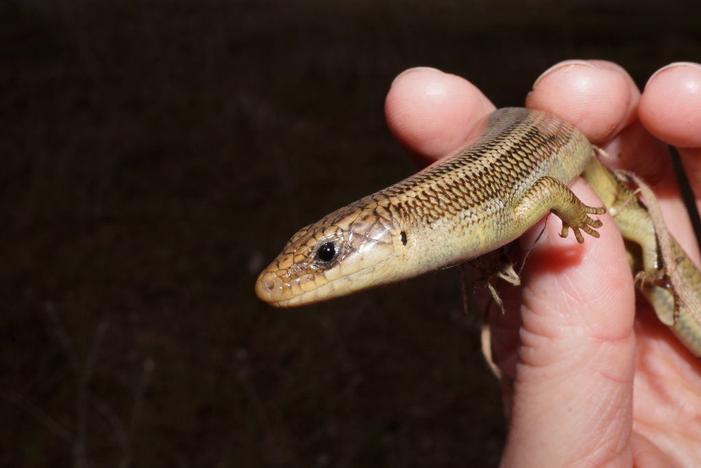 Gilbert S Skink Lizards Of Highlands Center For Natural History