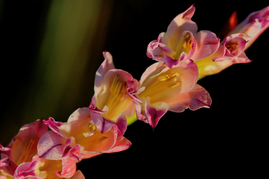 Thick Leaved Gladiolus From Rietfontein Pretoria South Africa