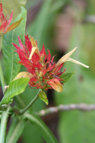 Justicia Mirandae INaturalist Mexico