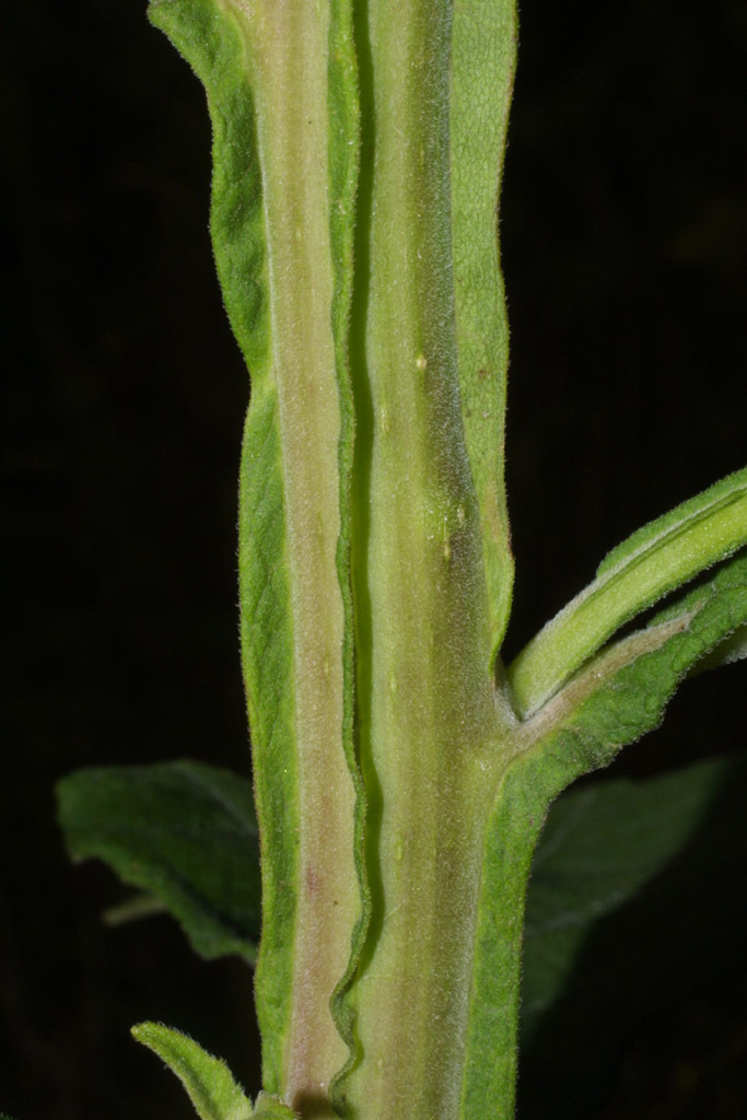 Frostweed Pollinator Plants Of East Tennessee Inaturalist