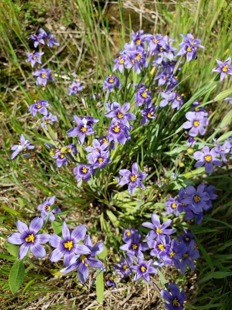 Blue Eyed Grasses From Jacksboro Tx Usa On April At