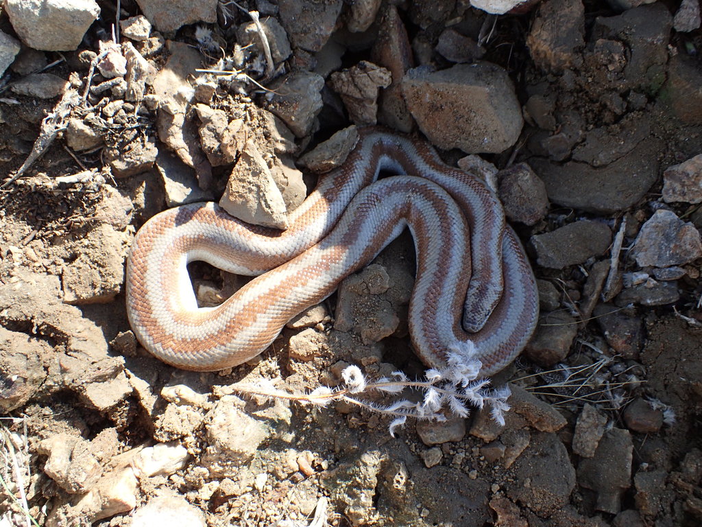 Coastal Rosy Boa From San Bernardino County Ca Usa On April