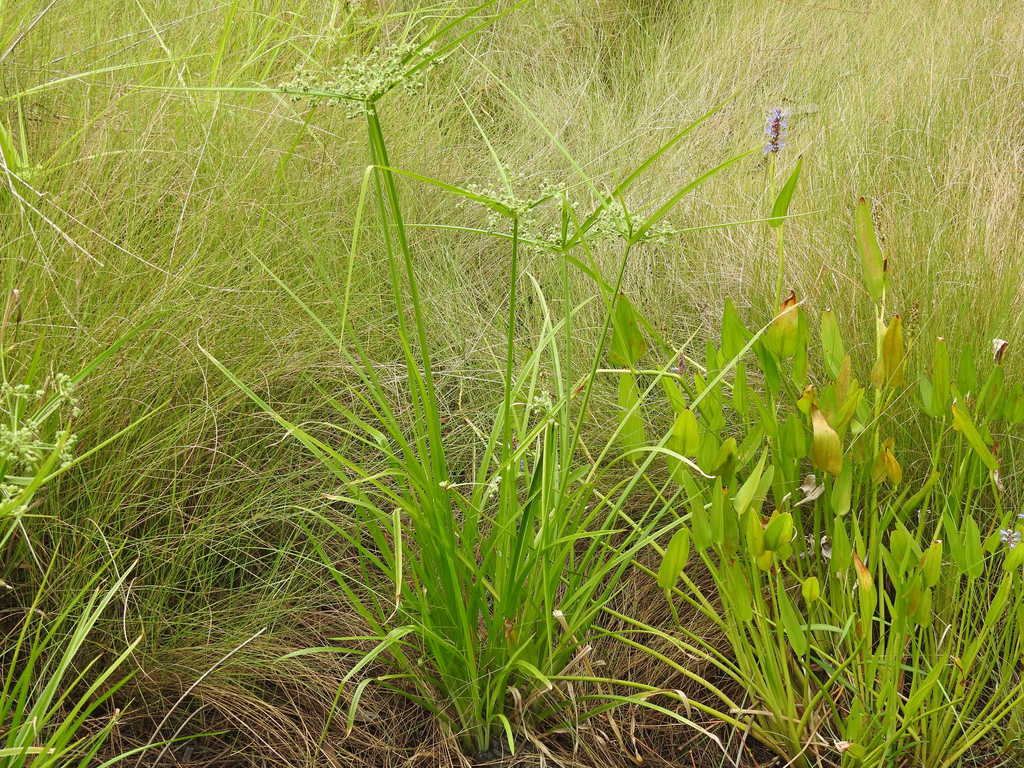 Green Flatsedge From St Vincent National Wildlife Refuge On April 13