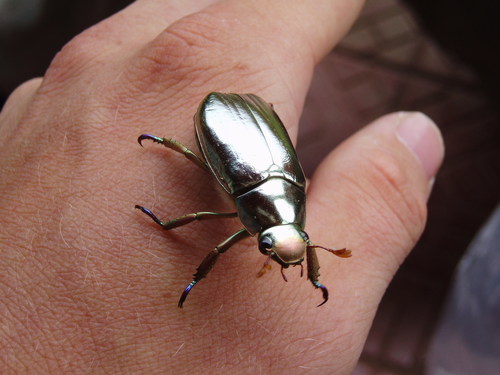 Chrysina Limbata INaturalist