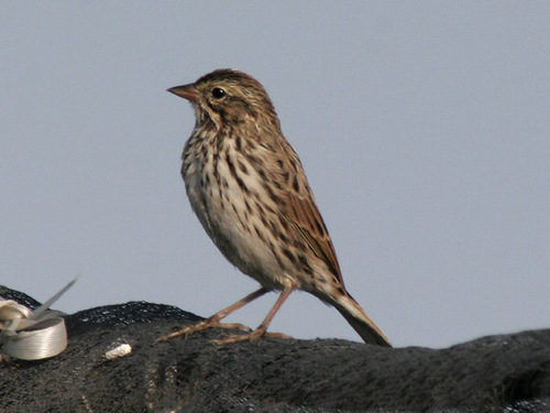 Savannah Sparrow More Mesa Bird Guide INaturalist NZ