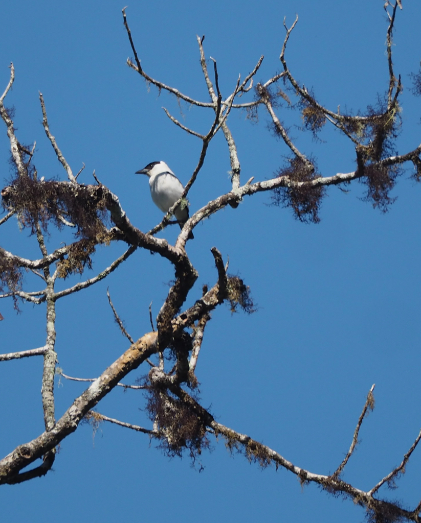 Black Crowned Tityra From Reserva Los Cedros Cotacachi Ecuador On