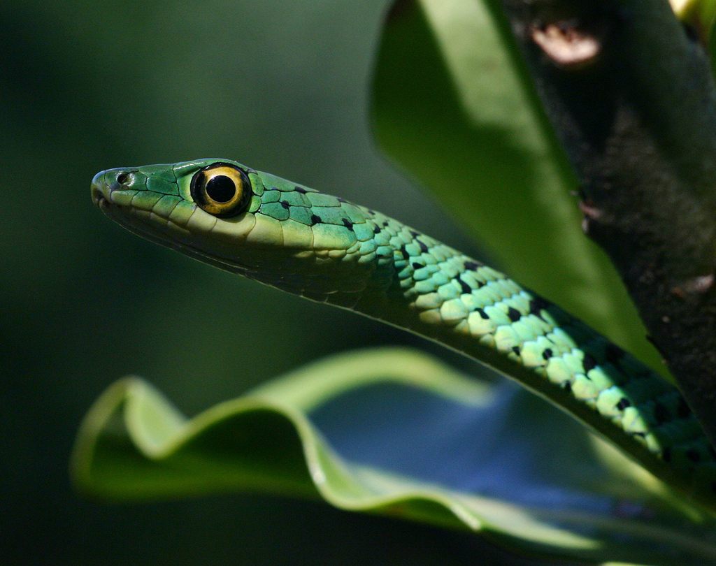 Spotted Bush Snake Reptiles Of Bonamanzi BioDiversity4All