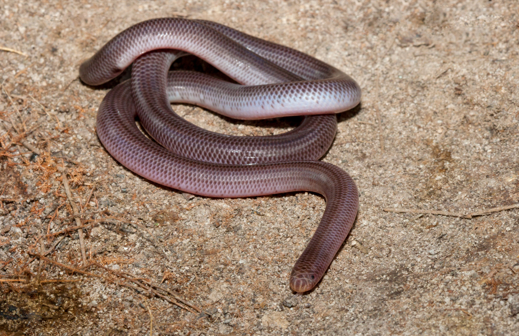 Blackish Blind Snake From Blue Mountains Nsw Australia On August