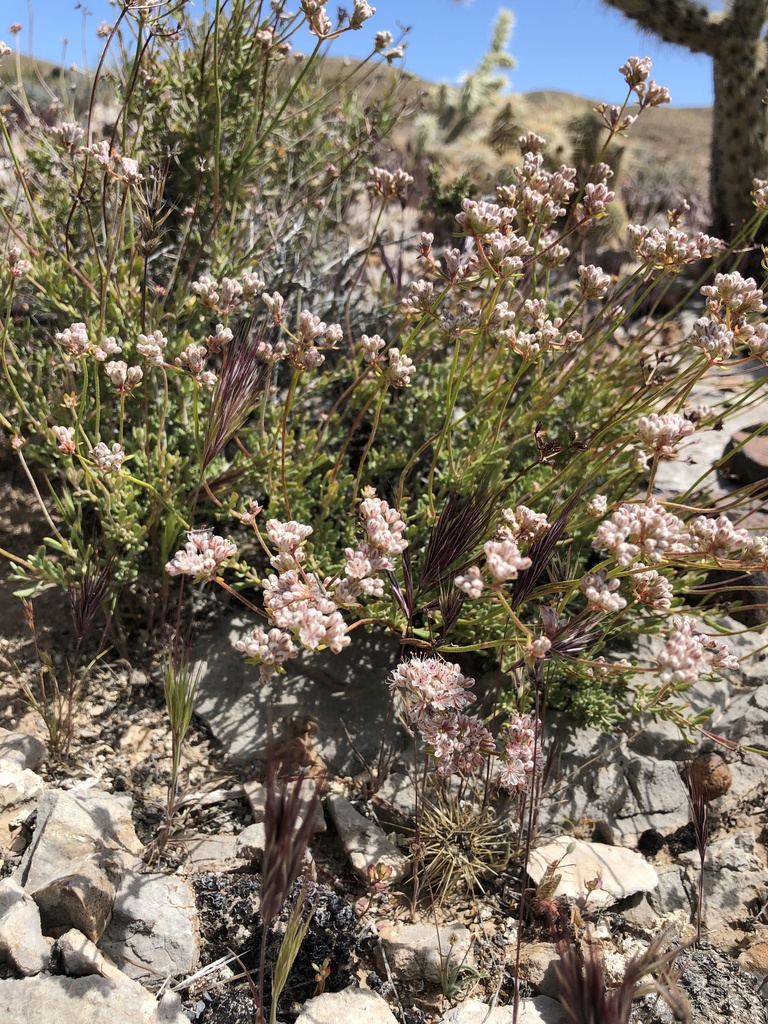 Mojave Desert California Buckwheat From Clark County Us Nv Us On