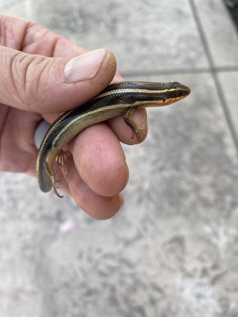 Gilbert S Skink In April By Jgoodbio Inaturalist