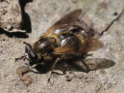 Chalcosyrphus Eunotus Inaturalist