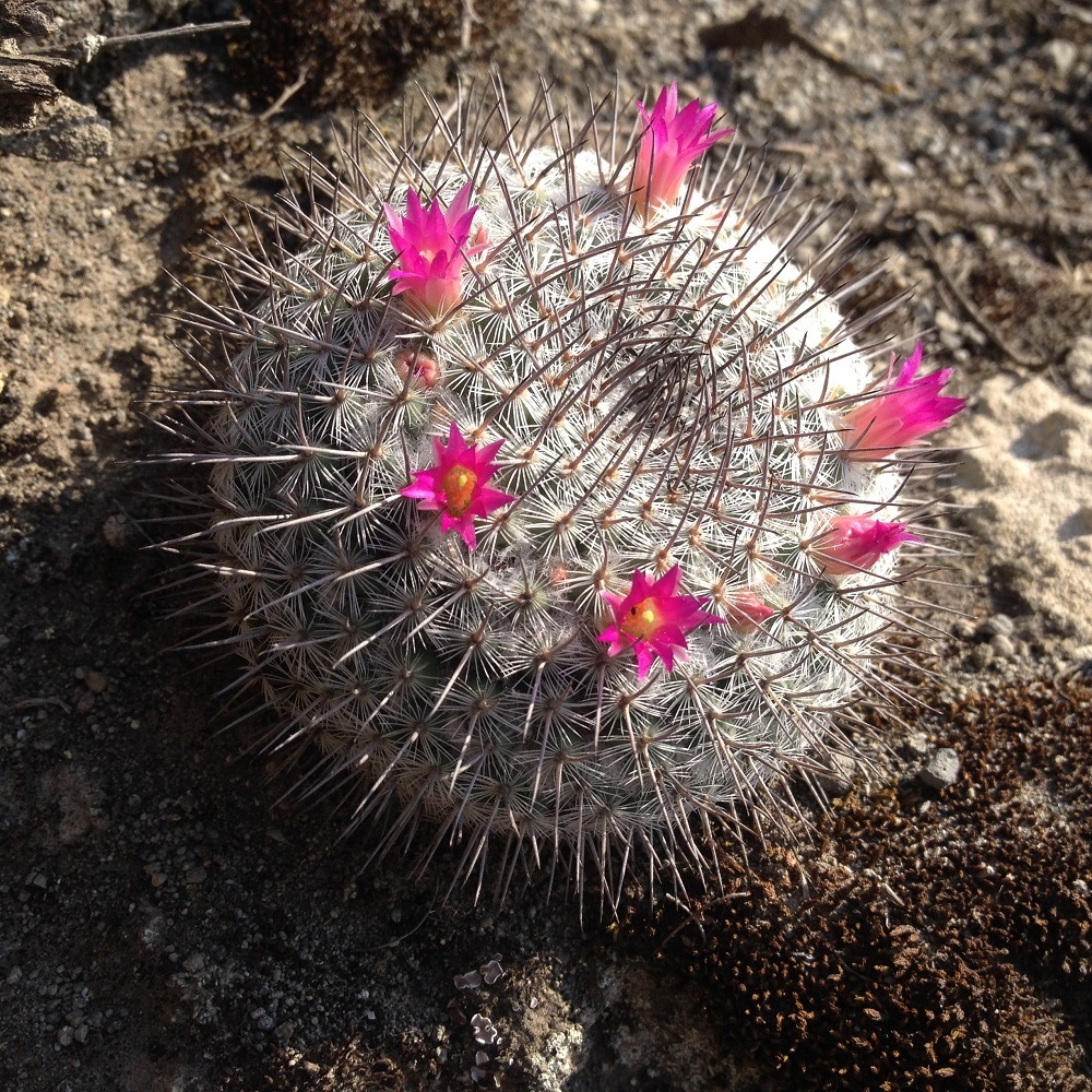 Mammillaria Haageana Haageana From Tepeyahualco Puebla Mexico On