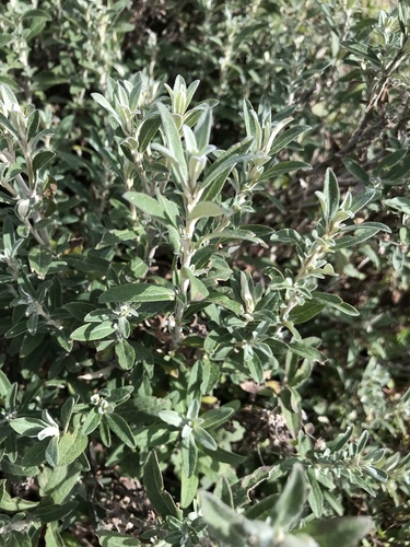 Subspecies Olearia Phlogopappa Flavescens Inaturalist