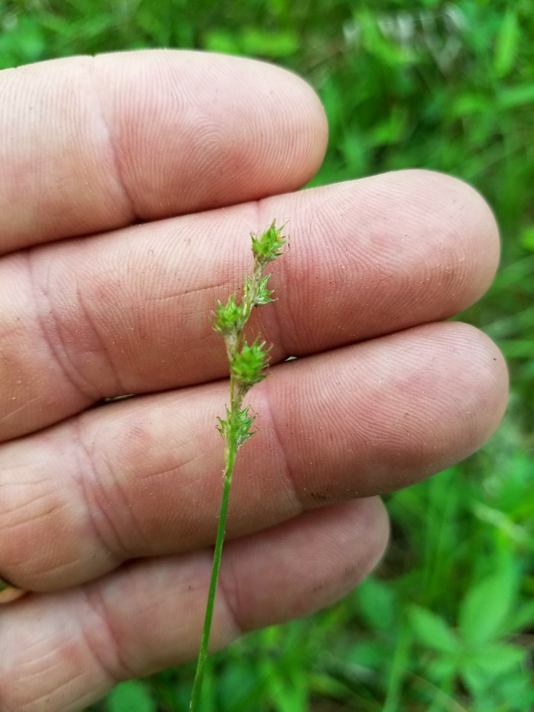 Fescue Sedge Nash Prairie Plants List INaturalist