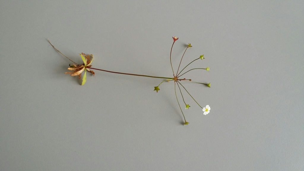 Pygmy Flower Rock Jasmine In May By Mariabeier N Rdlicher