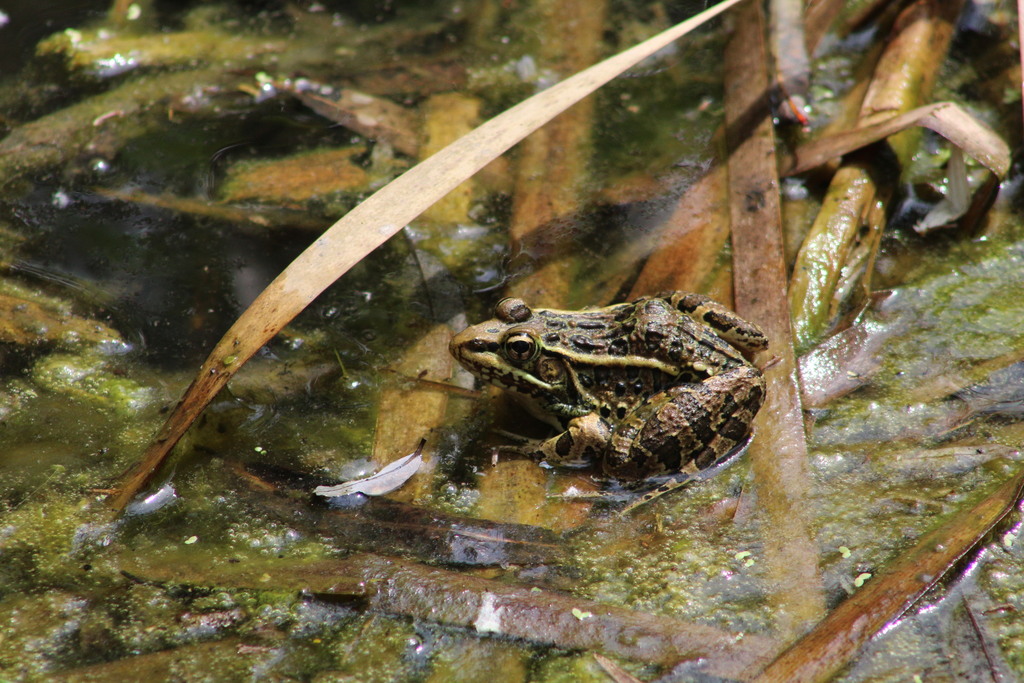 Transverse Volcanic Leopard Frog From Guanajuato Mx On October