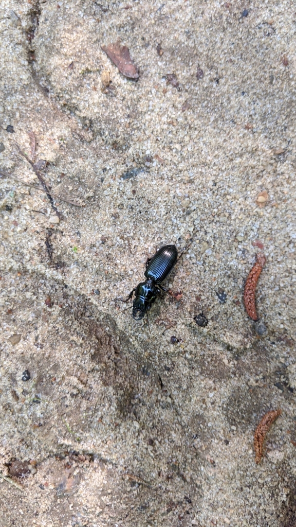 Big Headed Ground Beetle From Wisacky Sc Usa On May At