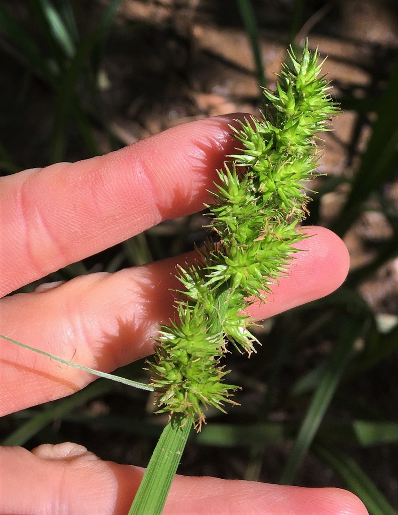 Awl Fruited Sedge From Fayetteville Ar Usa On May At