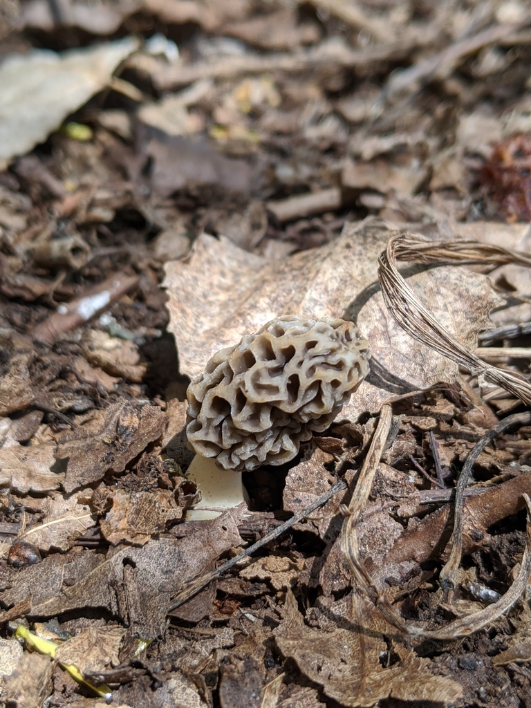 White Morel From Robbinsdale MN USA On May 6 2020 At 10 27 AM By