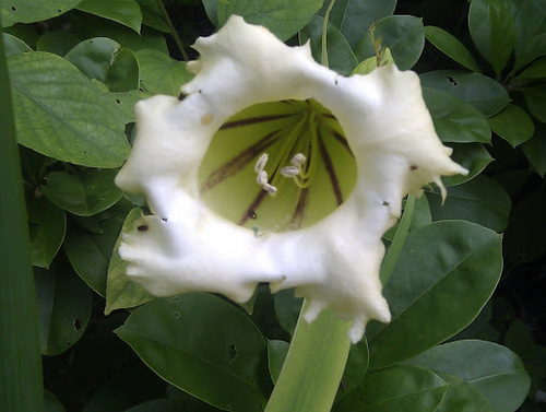 Solandra Longiflora Flora Singapore List S INaturalist