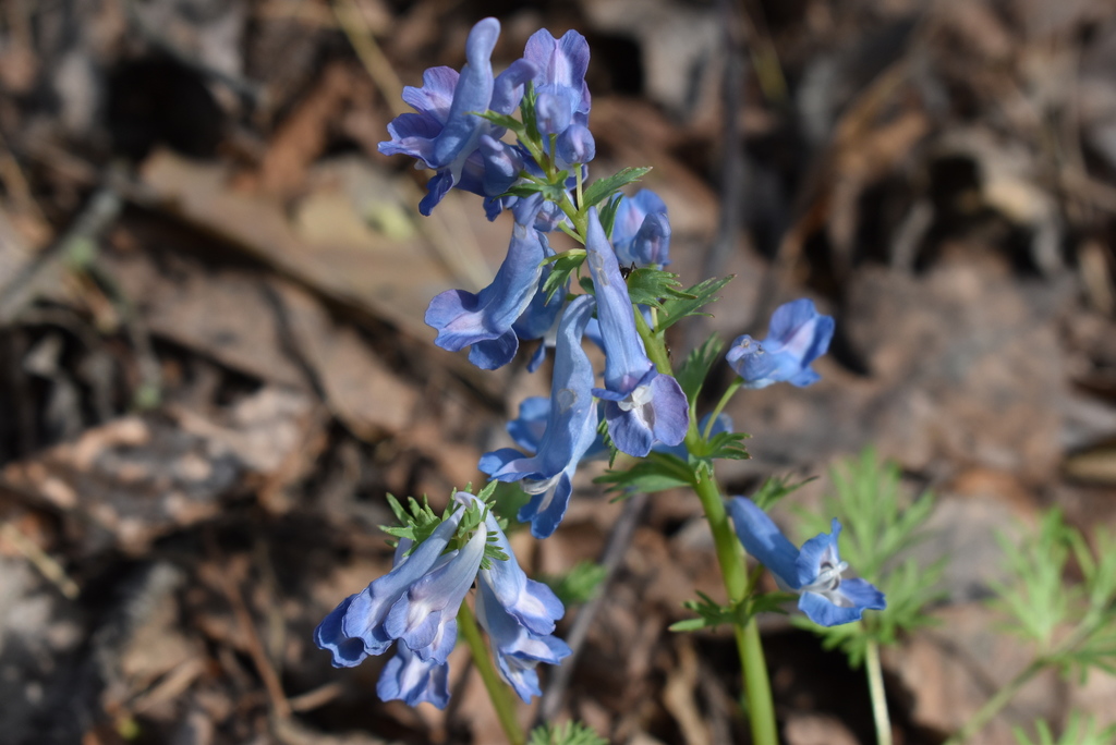 Corydalis fumariifolia from Горно Таежное Приморский край Россия