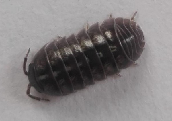 Common Pill Woodlouse From Delegaci N Santa Mar A Totoltepec Toluca De