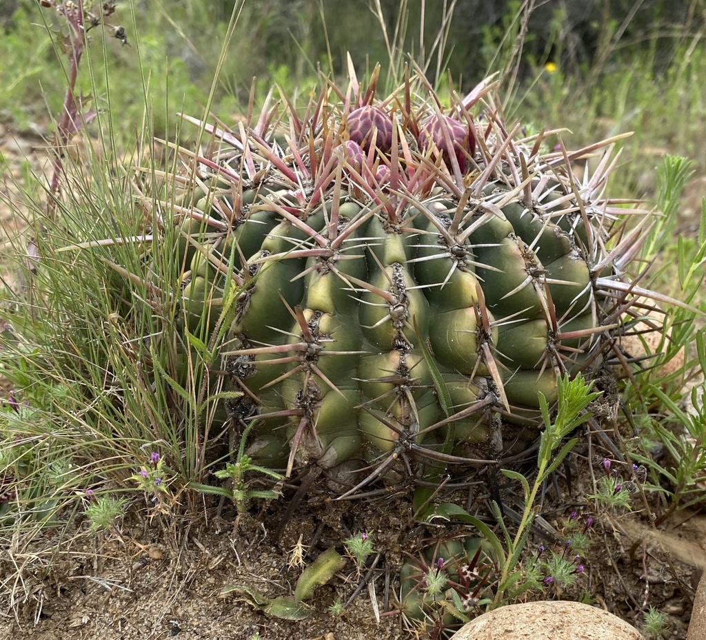 Biznaga Barril Verdosa En Mayo Por Dylan Kriegman Naturalista Mexico