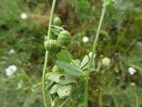 Southern Medick Medicago Turbinata INaturalist