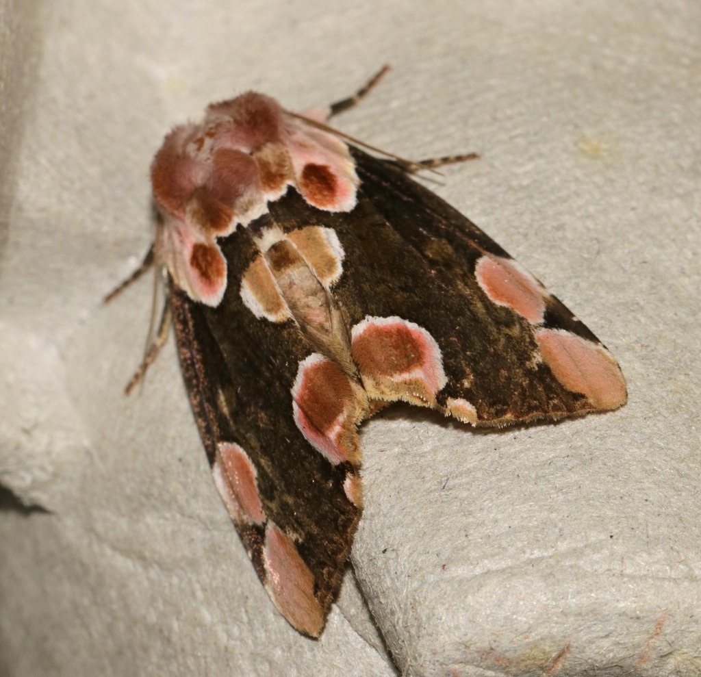 Peach Blossom Moth from 大霧山 on April 19 2017 by sk2 iNaturalist