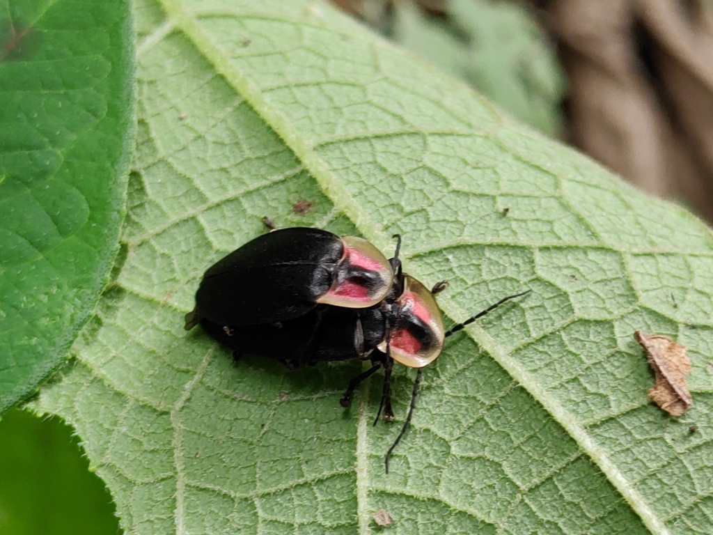 Photurinae From Xico Ver Mexico On July At Pm By