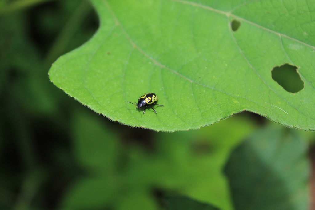 Calligrapha signatipennis from San Miguel El Grande Oaxaca México on