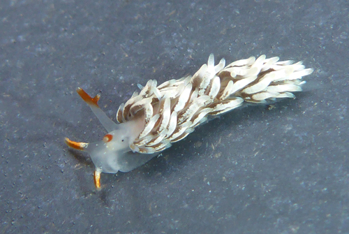 Catriona Spadix Nudibranchs And Other Sea Slugs Of California