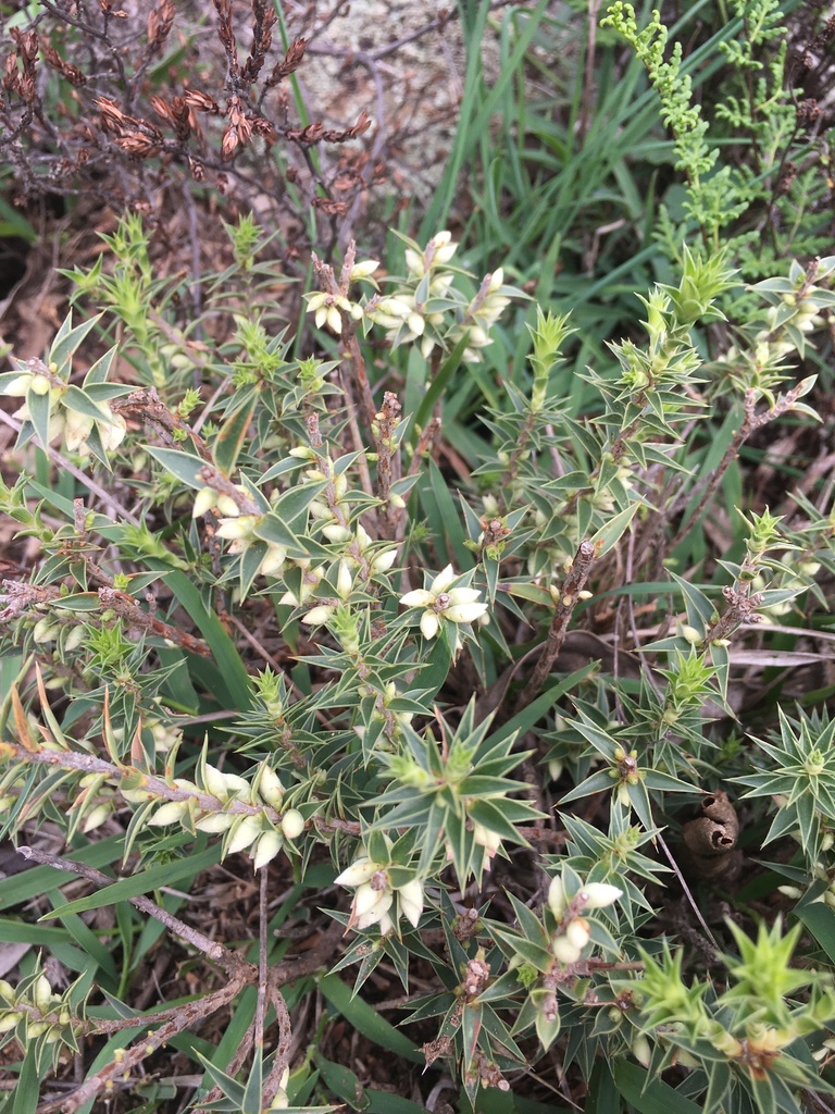 Urn Heath In March By Meggsyroo Urn Heath Inaturalist