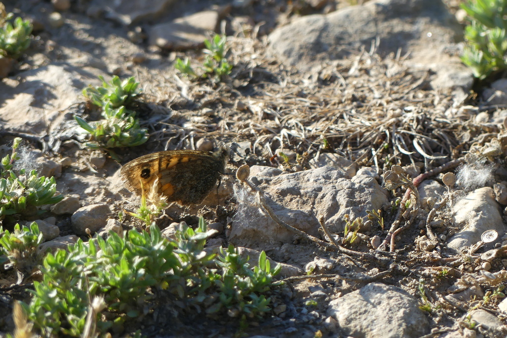 Wall Brown from Albacete España on May 20 2020 at 07 39 PM by