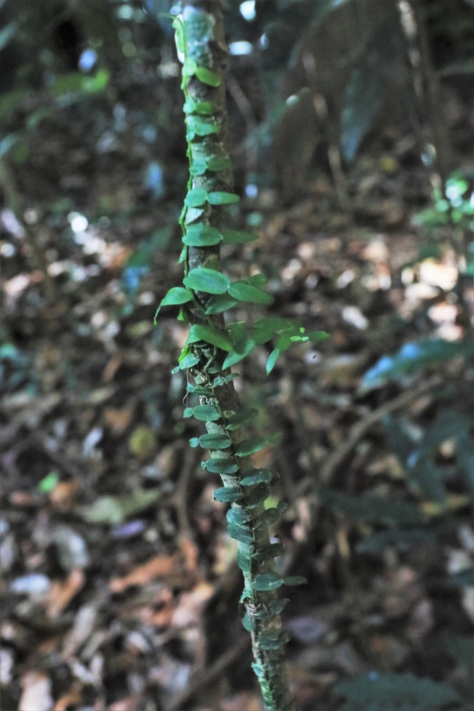 Candle Vine From Coramba Nsw Australia On May At