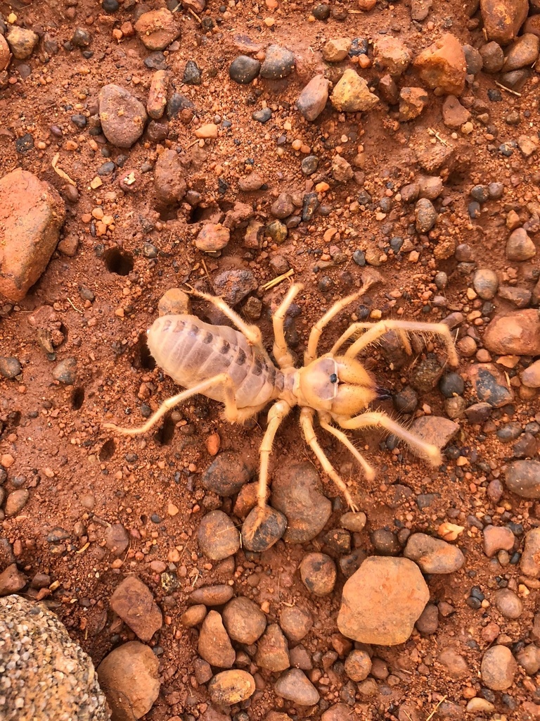 Galeodes Timbuktus From Gao Gao ML On June 21 2019 At 04 44 PM By