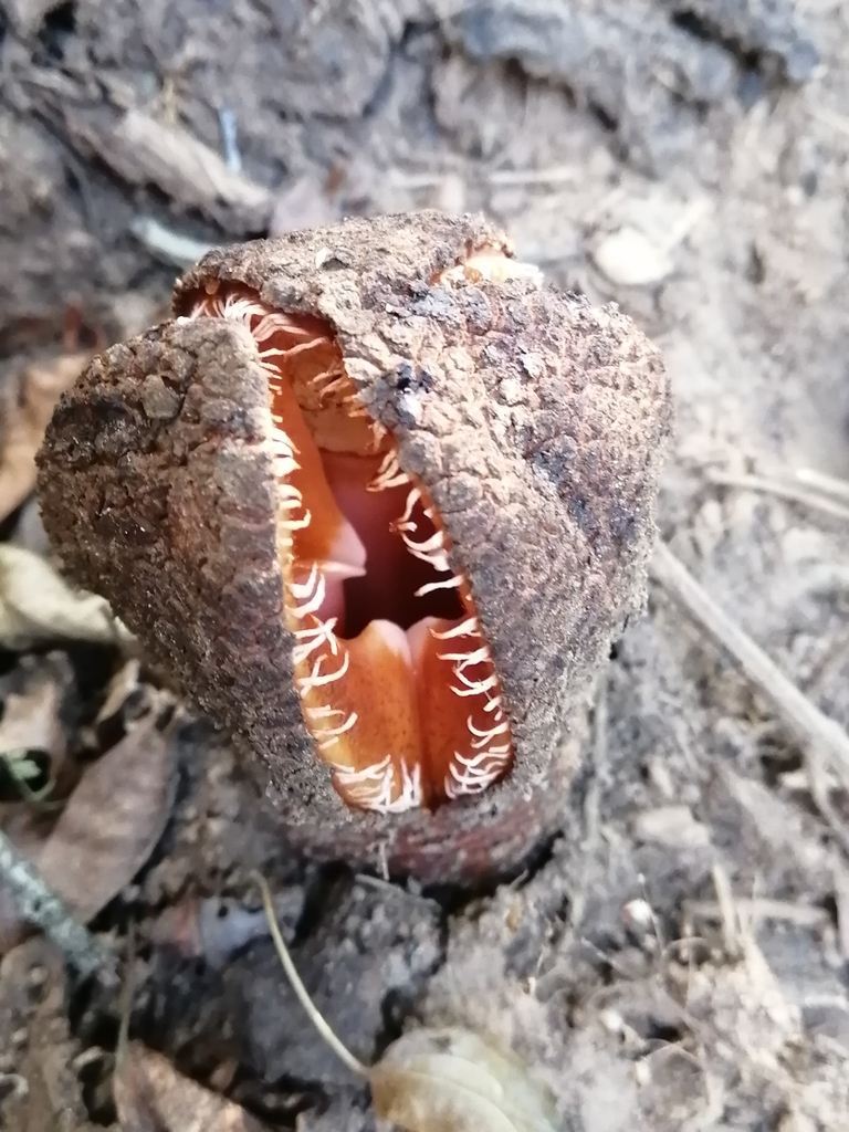 Milkbush Jackalskos From Umshwathi Local Municipality South Africa On