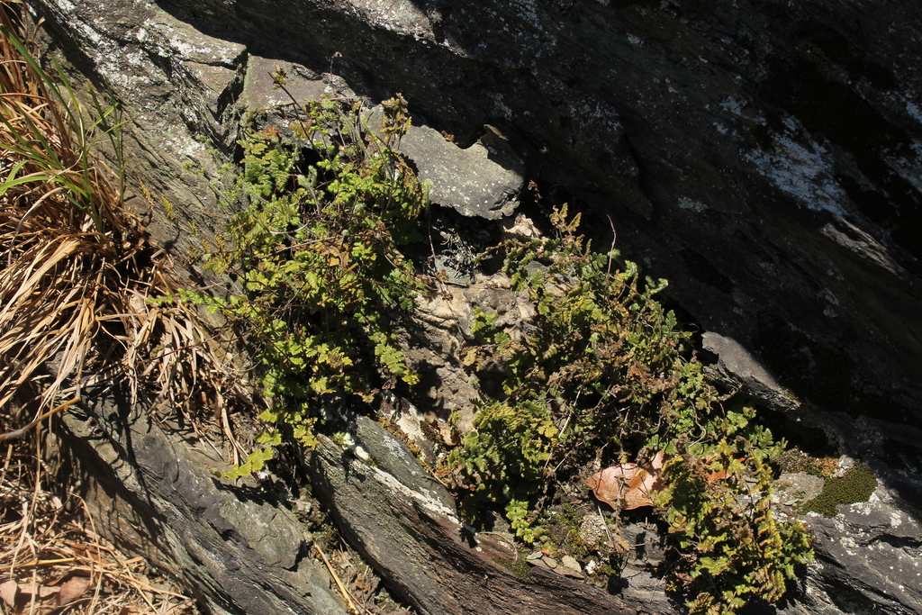 Hairy Lip Fern From Frederick County Md Usa On May At