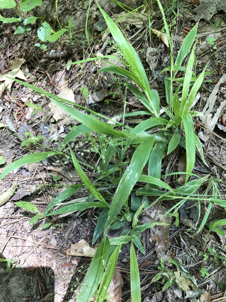 Open Flower Witchgrass From Carl Alwin Schenck Memorial Forest Raleigh