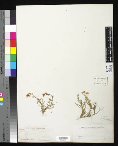 Prickleaf Gilia Vascular Plants Of Wild Basin INaturalist