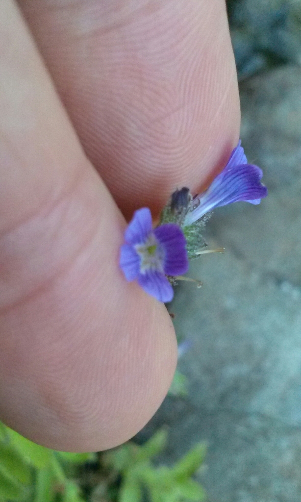 Stemodia Durantifolia Flora De Oasis Fomix Bcs Inaturalist