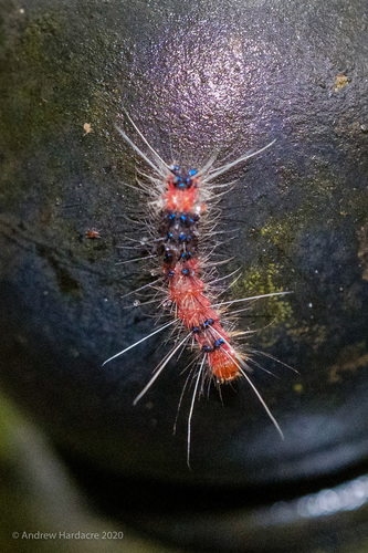 Lemyra Alikangensis Common Caterpillars Of Hong Kong Inaturalist