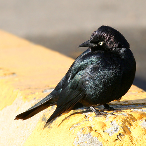 Brewer S Blackbird Small Birds Of Santa Cruz Inaturalist Mexico