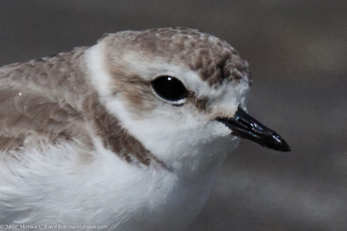 Snowy Plover Small Birds Of Santa Cruz Inaturalist Mexico