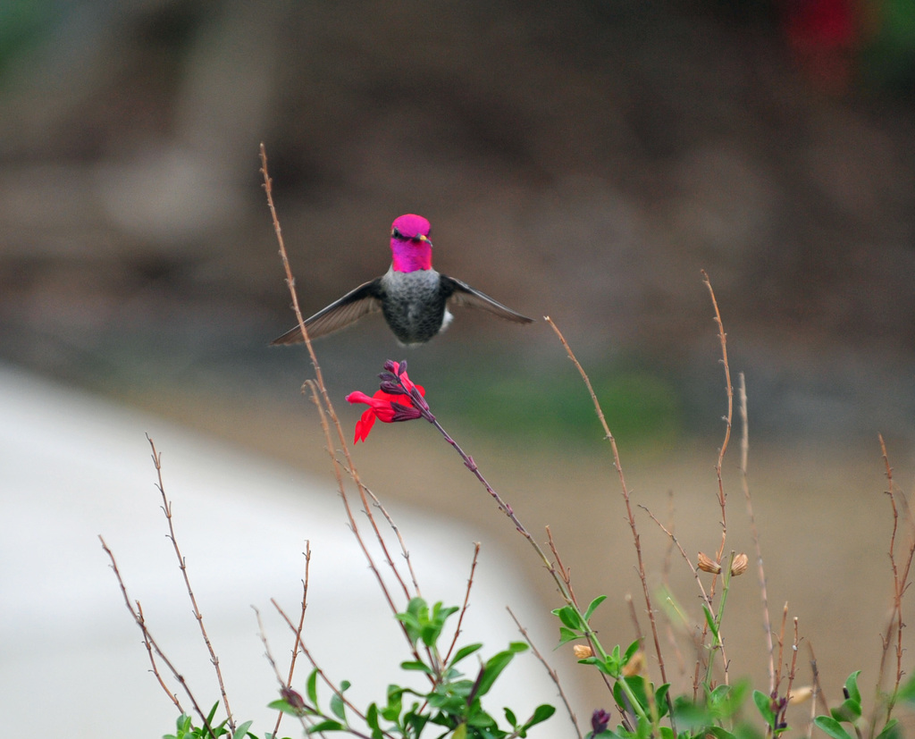 Anna S Hummingbird Small Birds Of Santa Cruz Inaturalist Mexico